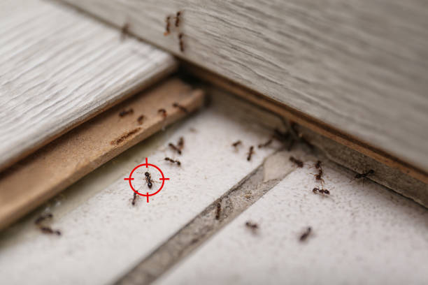 Best Wasp Removal Services  in Towamensing Trails, PA